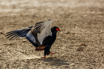 Bateleur Eagle spread wings in dry land in Kgalagadi transfrontier park, South Africa ; Specie Terathopius ecaudatus family of Accipitridae