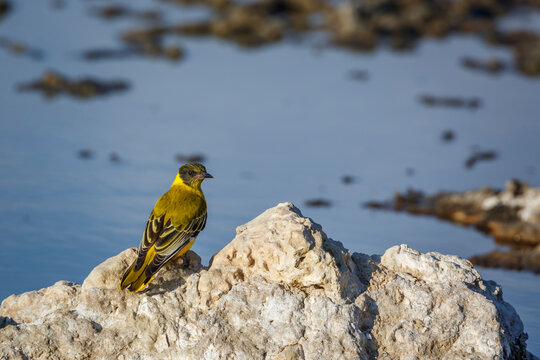 African Black headed Oriole standing on a rock at waterhole in Kgalagadi transfrontier park, South Africa; Specie Oriolus larvatus family of Oriolidae