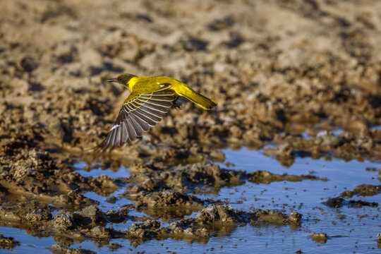 African Black headed Oriole flying over waterhole in Kgalagadi transfrontier park, South Africa; Specie Oriolus larvatus family of Oriolidae