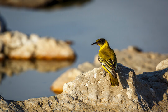 African Black headed Oriole standing on a rock rear view in Kgalagadi transfrontier park, South Africa; Specie Oriolus larvatus family of Oriolidae