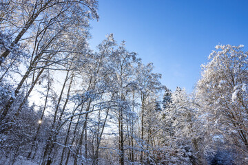im wald bei schnee und kälte im winter