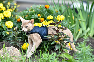 Young Abyssinian cat color Faun with a leash walking around the yard. Pets walking outdoors,...