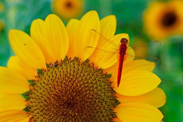 red dragonfly on sunflower spring nature background