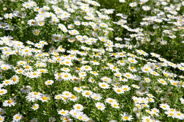 A lawn with white daisy flowers in the park. The background of daisies in a blurred focus.