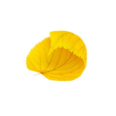 yellow dry falling isolated leaves
