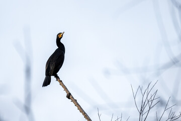 Kormoran (Phalacrocorax carbo)  auf einem Ast | Vogel
