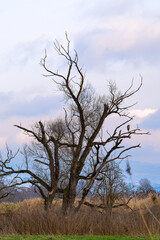 Graureiher sitzt in einem alten Baum im Winter an der Donau