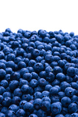Fresh blueberry background. Texture blueberry berries close up.