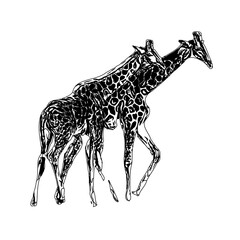 sketch of a giraffe with a transparent background