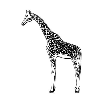 sketch of a giraffe with a transparent background