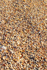 Seashell background, lots of different seashells piled together for design