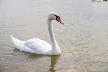 Graceful white Swan swimming in the lake, swans in the wild. Portrait of a white swan swimming on a lake.