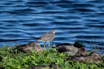 Greater Yellowlegs amoung Mallard/American Black Ducks