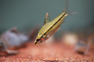 Spotted Headstander (Chilodus punctatus) 