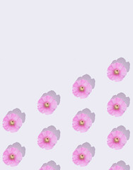 Pattern of pink mallow flowers on white background. Minimal summer bloom natural concept with copy space for text or greetings.. Flat lay. Creative floral wallpaper.