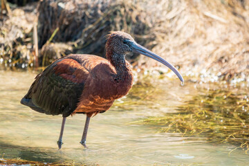 The glossy ibis, latin name Plegadis falcinellus, searching for food in the shallow lagoon.