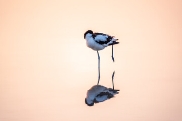 Water bird pied avocet, Recurvirostra avosetta, standing in the water in pink sunset light. The pied avocet is a large black and white wader with long, upturned beak