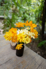 Cosmos flower in a little vase