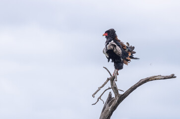 Different Birds including Eagles in Kenya