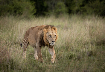 Lions of Maasai Mara, Kenya