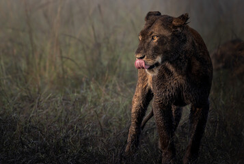 Lions of Maasai Mara, Kenya © Simon