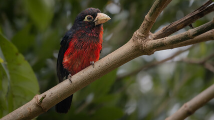 Different Birds including Eagles in Kenya