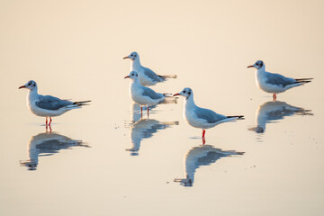 Flock of Seagulls, The European herring gull, swims on the calm lake shore in sunset