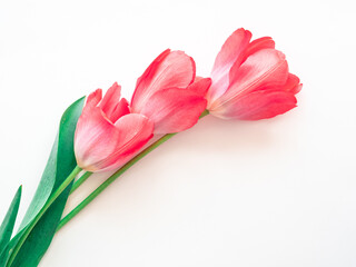 Naklejka premium Bright delicate pink spring flowers tulips on a white background with a place for text