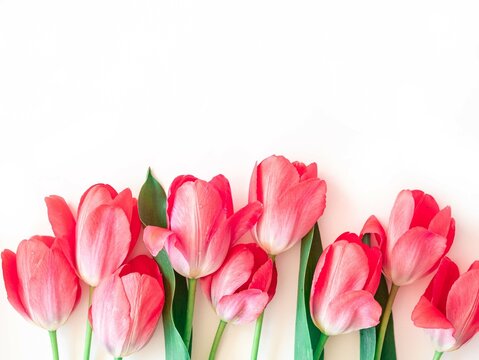 Delicate pink tulips in a row on white with space for text. Minimalistic postcard with spring flowers as a gift to mom