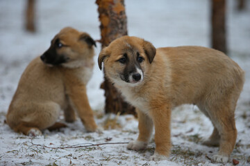 Little homeless puppies with sad eyes freezing on the street. Red mixed breed puppies on the snow. © OleksandrZastrozhnov