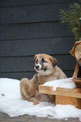 A small puppy sits on the snow and itches.