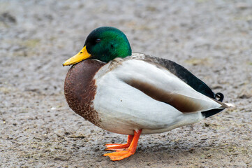 Mature male mallard duck Anas platyrhynchos wild duck resting on the shore