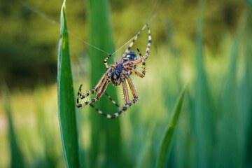 Oak-leaf spider hanging upside down on one spider silk