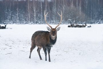 A noble deer in the snow with a snow-covered forest as a backdrop, a reindeer family in the distance. Selective focus.