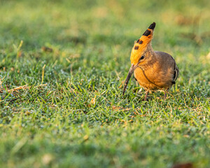 A Hoopoe roaming in ground