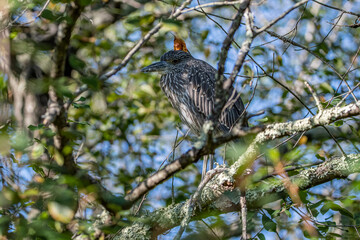 Juvenile Black Crowned Night Heron In Tree