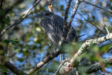 Juvenile Yellow Crowned Night Heron In Tree