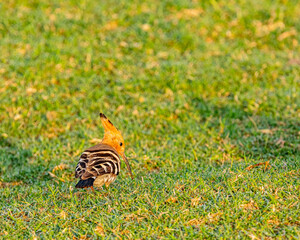A Hoopoe in ground looking back
