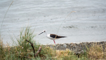 Cute water bird. Black winged Stilt feeding in the lake. Black winged Stilt, or or pied stilt,...