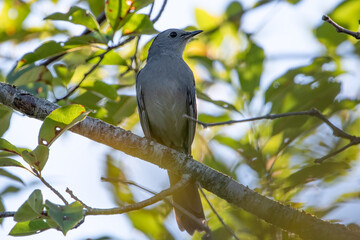 Gray Catbird perched on tree branch in sunshine