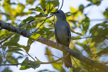 Gray Catbird perched on tree branch in sunshine