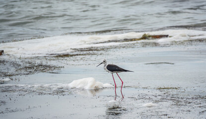 Cute water bird. Black winged Stilt feeding in the lake. Black winged Stilt, or or pied stilt,...