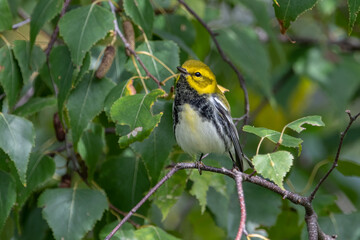 A Black Throated Green Warbler Perched on Tree Branch