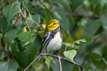 A Black Throated Green Warbler Perched on Tree Branch