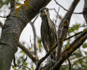 A juvenile yellow crowned night heron perched in a tree.