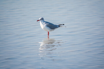 One Seagull, The European herring gull, swims on the calm lake shore in sunset