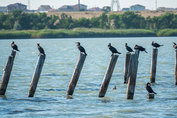 A flock of cormorants sits on a old sea pier in orange sunset light