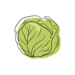 Cabbage in line art style. Fresh and healthy food. Vegetarian nutrition. Organic ingredient for salad. Flat vector icon. 
