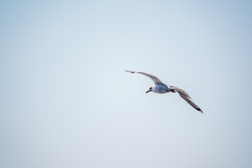 The European herring gull, Larus argentatus, flying in the clear blue sky.