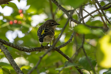 A Yellow Rumped Warbler in a tree from behind.